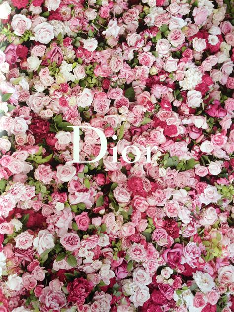 dior roses|dior rose blooming flowers.